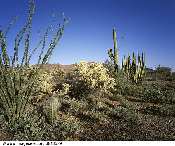 Organ Pipe Cactus National Monument  Arizona  USA