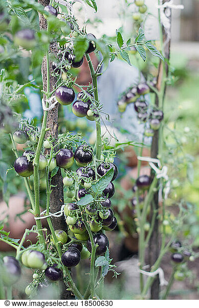 Organic culture of black cherry tomatoes  which ripen in summer