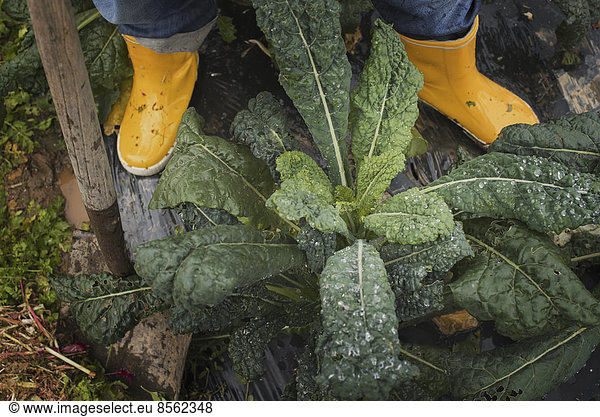 Organic Farmer at Work. A person's feet in yellow work boots.