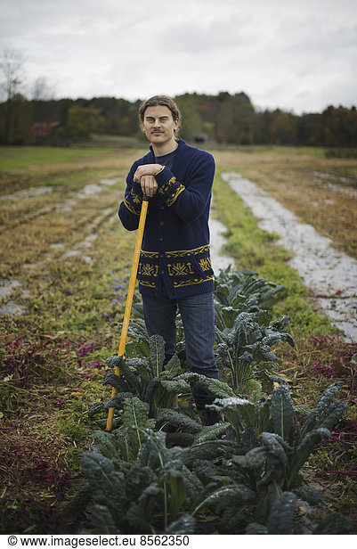Organic Farmer at Work. A young man leaning on a long handled garden hoe  among the crops.