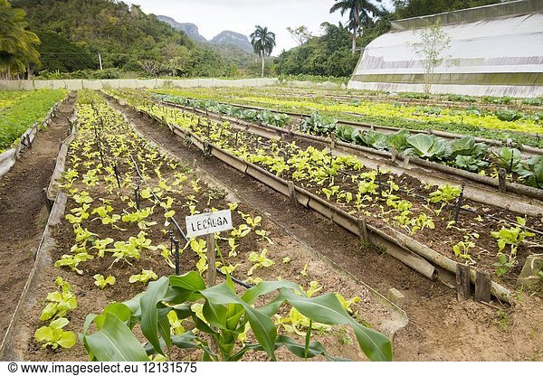 Organic farning Viñales Cuba.