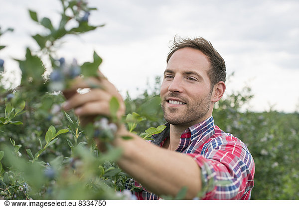 Organic fruit orchard. A man picking blueberries  Cyanococcus  fruit.