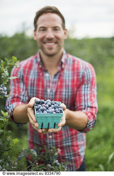 Organic fruit orchard. A man picking blueberries  Cyanococcus  fruit.