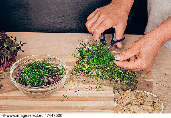 Organic leek. Scissors. young shoots of plants