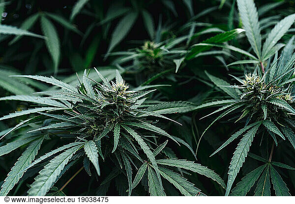 Organic Medical Cannabis.