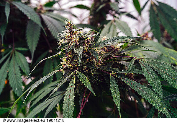 Organic Medical Marijuana Bud.