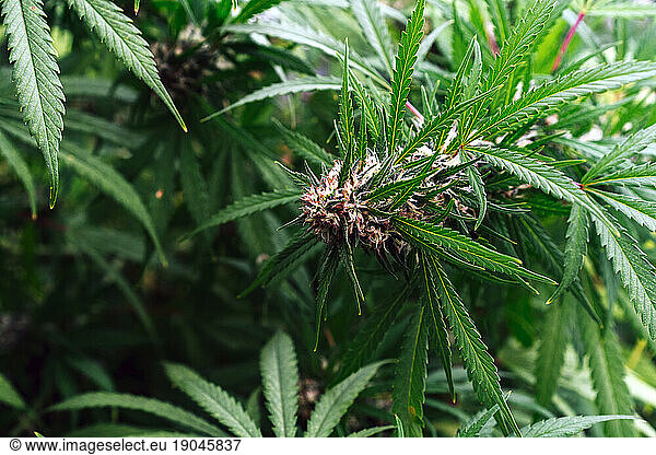 Organic Medical Marijuana Plant.