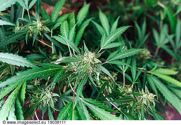 Organic Medical Marijuana Plantation.