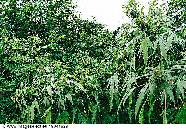 Organic Medical Marijuana Plantation.