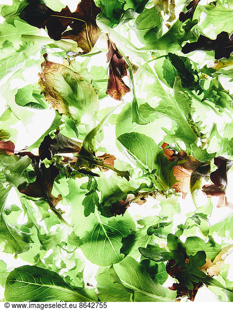 Organic mixed salad greens on white background