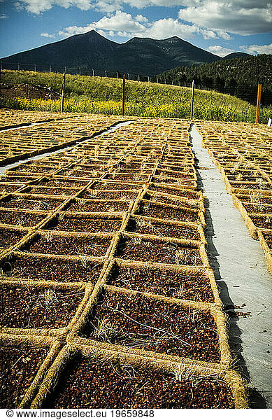 Organic planter squares with seeds