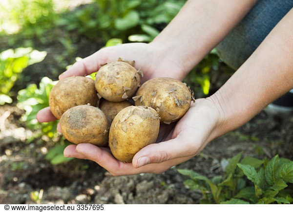 Organic potatoes