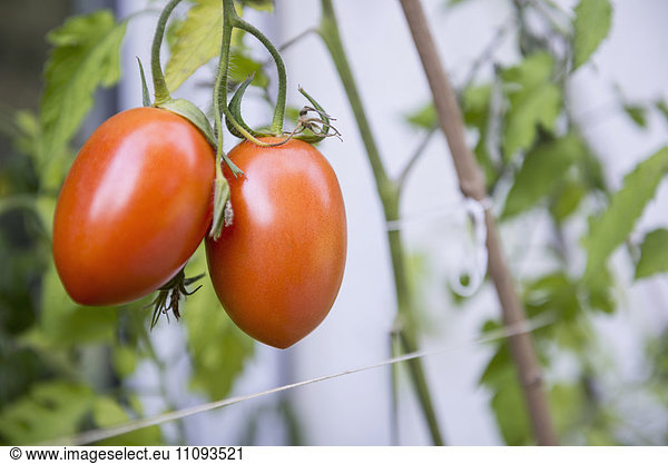 Organic red plum tomatoes on vine in vegetable garden  Munich  Bavaria  Germany
