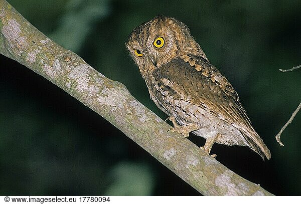 Orient-Zwergohreule (Otus sunia)  Orient-Zwergohreulen  Eulen  Tiere  Vögel  Oriental Scops Owl On Hong Kong