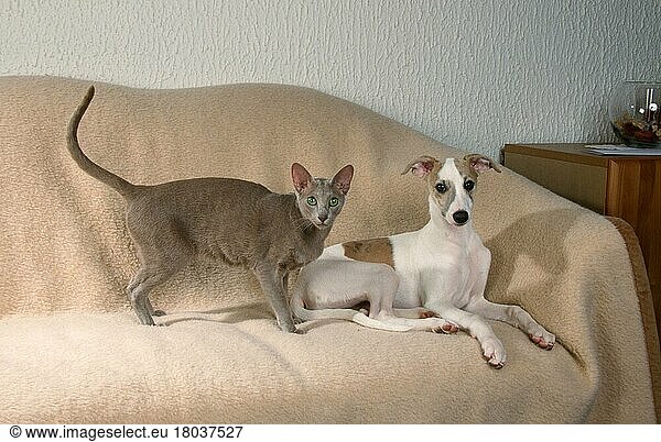 Oriental Shorthair Cat and Whippet puppy  Orientalisch Kurzhaarkatze und Whippet-Welpe  OKH  Orientalisch Kurzhaar