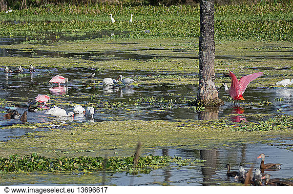 Orlando Wetlands (FL) with birds : roseate spoonbills  white ibises  black-bellied whistling ducks; Christmas  FL; Nov