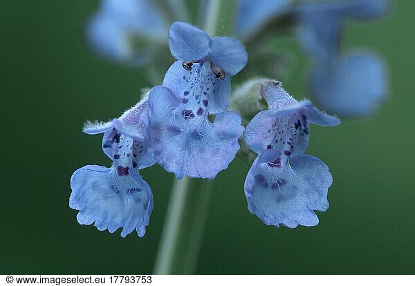 Ornamental Catmint  Katzenminze (Nepeta faassenii)  Gartenpflanzen Heilkräuter  Lippenblütler (Labiatae)  Blüten  Nahaufnahme  Detail  close-up  blau  blue  Querformat  horizontal