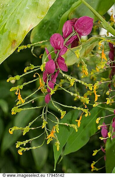 Ornamental ginger flower panicle with red and yellow flowers
