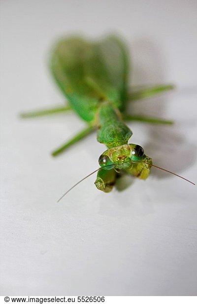 Orthodera Ministralis  Garden Mantis  Australian Green Mantis