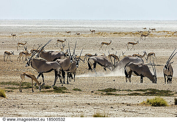 Oryx and Steenbok at Etosha National Park  Namibia  Africa