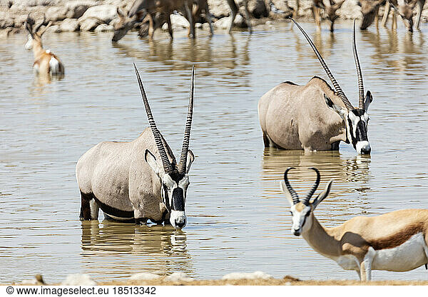 Oryx at Etosha National Park  Namibia  Africa