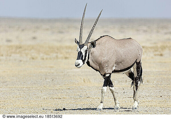 Oryx at Etosha National Park  Namibia  Africa