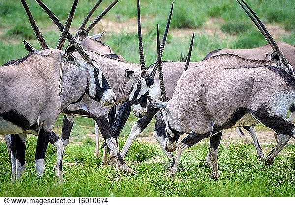 Oryx (Gemsbock) Kgalagadi  Südafrika.