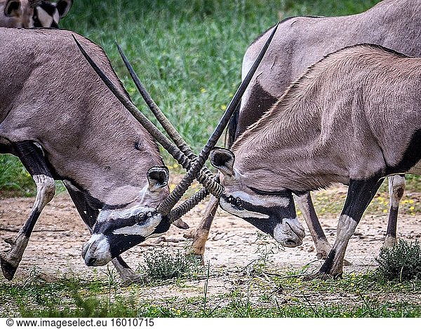 Oryx (Gemsbock) Kgalagadi  Südafrika.