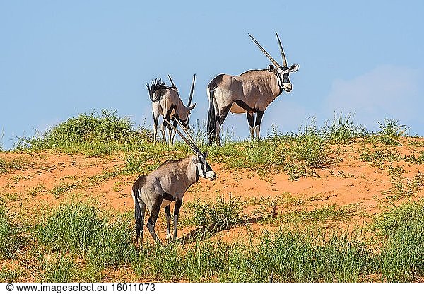 Oryx (Gemsbock) Kgalagadi  Südafrika.