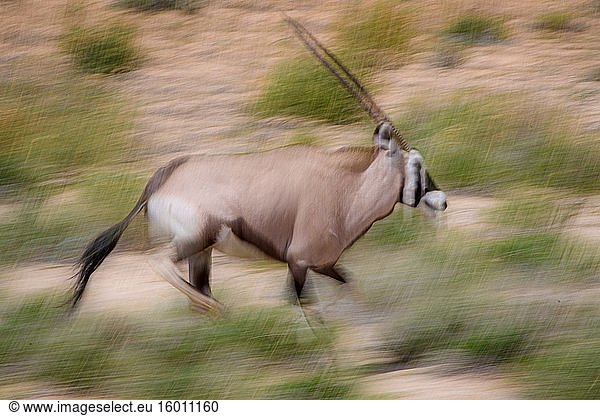 Oryx (Gemsbock) Kgalagadi  Südafrika.