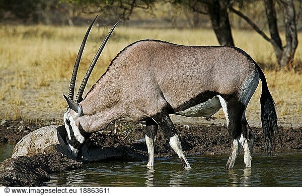 Oryxantilope  Zentral Kalahari Wildschutzgebiet  Botswana  Botsuana  Spießbock (Oryx gazella)  Afrika
