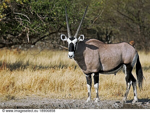 Oryxantilope  Zentral Kalahari Wildschutzgebiet  Botswana  Botsuana  Spießbock (Oryx gazella)  Afrika