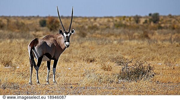 Oryxantilope  Zentral Kalahari Wildschutzgebiet  Botswana  Botsuana  Spießbock (Oryx gazella)  Afrika