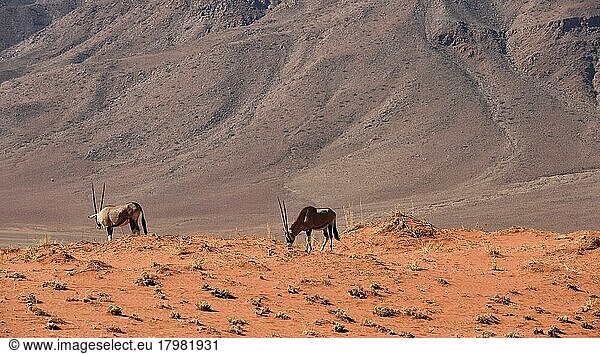 Oryxantilopen (Orxy gazella)  Namib Rand Nature Reserve  Namibia  Afrika