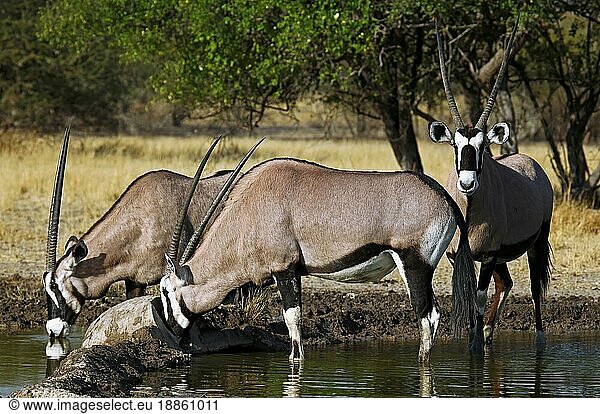 Oryxantilopen  Zentral Kalahari Wildschutzgebiet  Botswana  Botsuana  Spießböcke (Oryx gazella)  Afrika