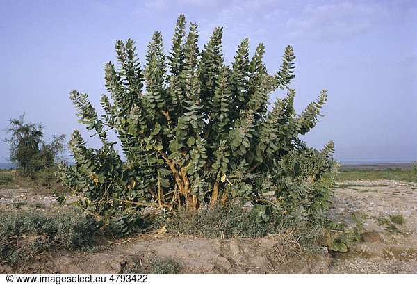 Oscher oder Fettblattbaum (Calotropis procera)  ausgewachsen  Pakistan  Südasien