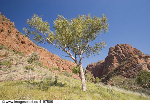 Osmono Lookout  Bungle Bungle  Purnululu National Park  Unesco Weltnaturerbe  Kimberley  Westaustralien  WA  Australien