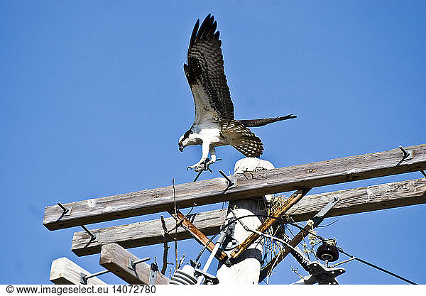 Osprey