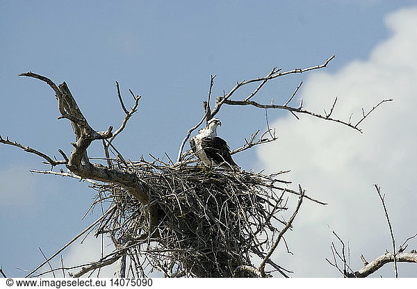 Osprey
