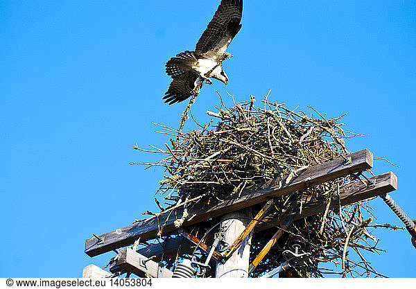 Osprey Adding Stick to Nest