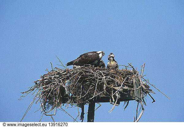 Osprey and young at nesting platform
