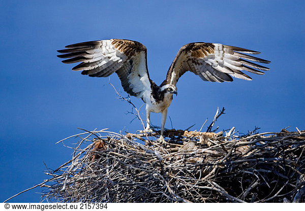 Osprey auf Nest mit Flügeln geöffnet
