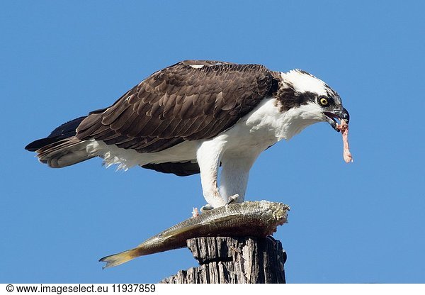 Osprey eating a fish (Pandion haliaetus) San Joaquin Reserve California.