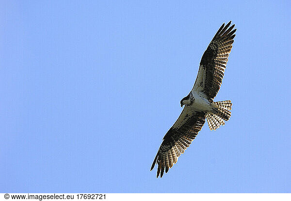 Osprey gliding Everglades National Park Florida