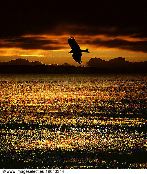 Osprey over Northern Sea