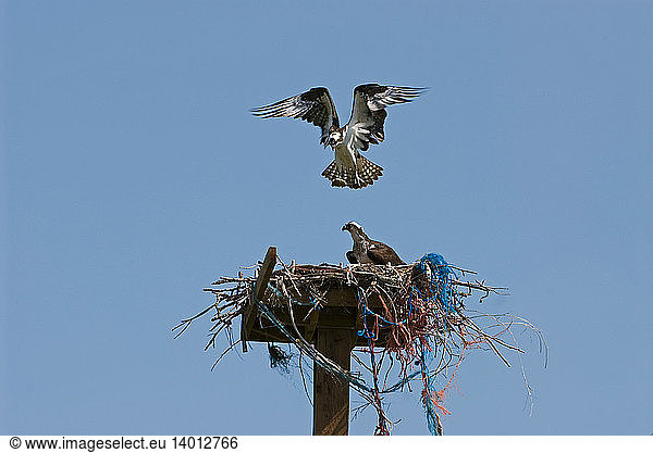 Osprey Pair Nesting