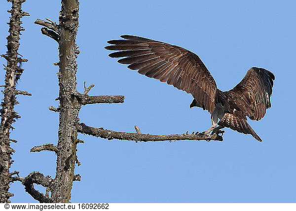 Osprey (Pandion haliaetus) adult landing at the perch Highland Scotland