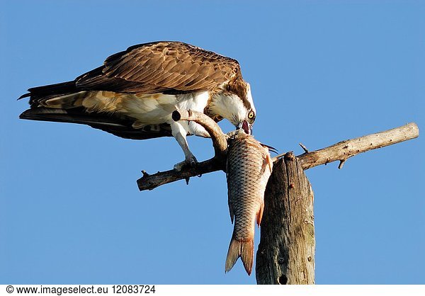 Osprey (Pandion haliaetus). Alentejo. Portugal