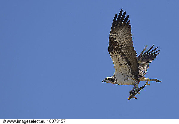 Osprey (Pandion haliaetus) and its fish a European chub (Squalius cephalus) over the Loire France