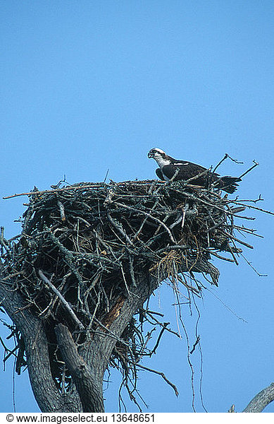 Osprey (Pandion haliaetus) at its nest on Topsail Island  North Carolina  in June.